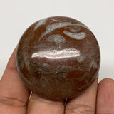 49.1g, 1.8"x0.6", Natural Untreated Red Shell Fossils Round Palms-tone, F1152