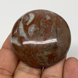 49.1g, 1.8"x0.6", Natural Untreated Red Shell Fossils Round Palms-tone, F1152