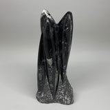 1368g, 8.3"x3"x2.1" Black Fossils Orthoceras Sculpture Tower @Morocco,B8587