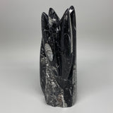 1542g, 7.75"x3.1"x3" Black Fossils Orthoceras Sculpture Tower @Morocco,B8589