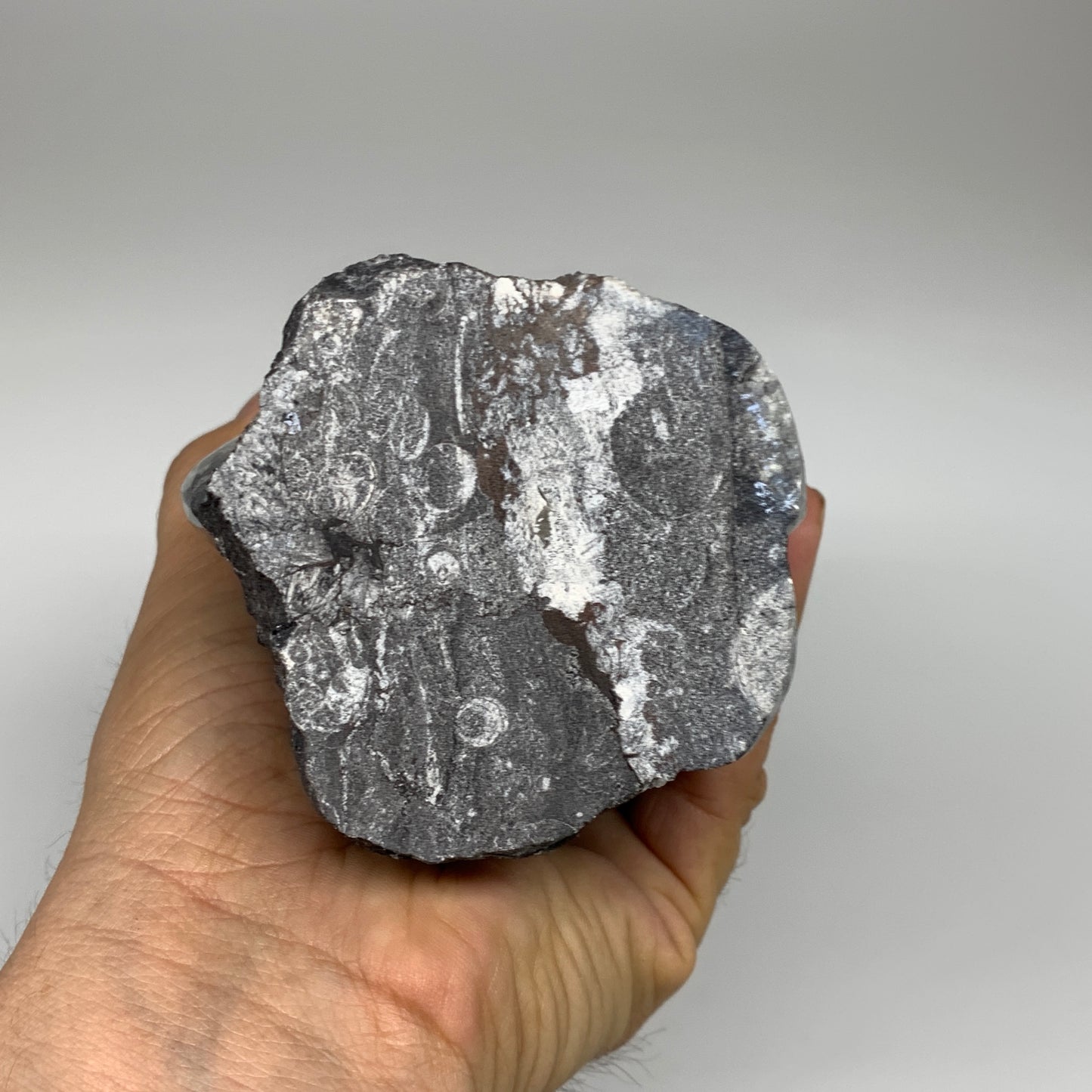 1542g, 7.75"x3.1"x3" Black Fossils Orthoceras Sculpture Tower @Morocco,B8589