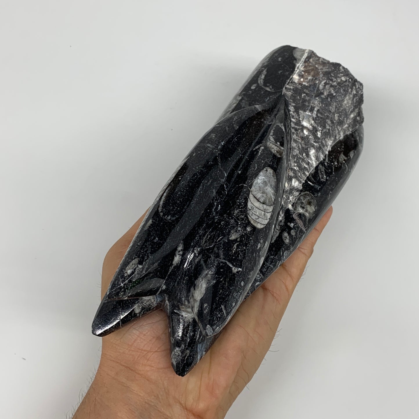 1542g, 7.75"x3.1"x3" Black Fossils Orthoceras Sculpture Tower @Morocco,B8589