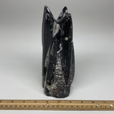 1542g, 7.75"x3.1"x3" Black Fossils Orthoceras Sculpture Tower @Morocco,B8589