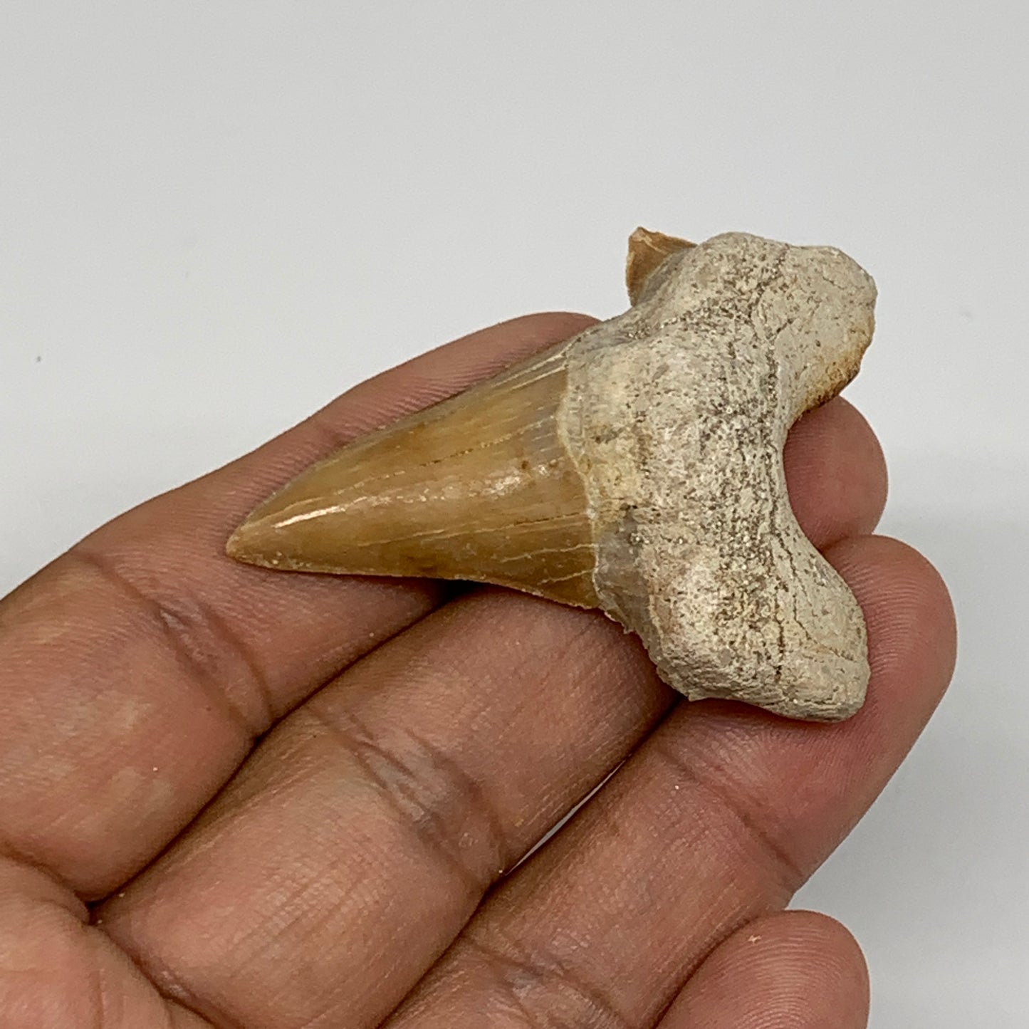 14.9g, 1.9"X 1.5"x 0.5" Natural Fossils Fish Shark Tooth @Morocco, B12687