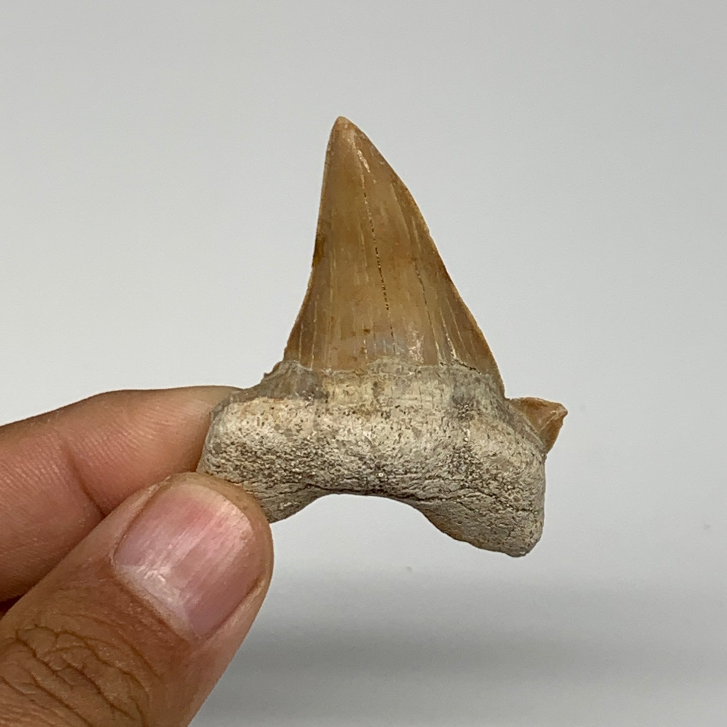 14.9g, 1.9"X 1.5"x 0.5" Natural Fossils Fish Shark Tooth @Morocco, B12687