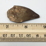 19.5g,1.9"X1"x0.8" Fossil Mosasaur Tooth reptiles, Cretaceous @Morocco,F87