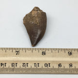 19.5g,1.9"X1"x0.8" Fossil Mosasaur Tooth reptiles, Cretaceous @Morocco,F87
